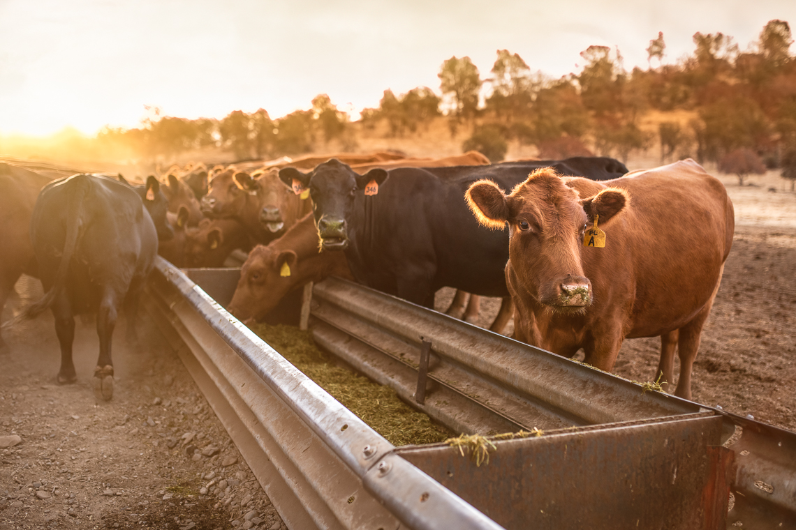cows-food-farm-eat-emmert-commercial-livestock-photographer-westway-studio-03