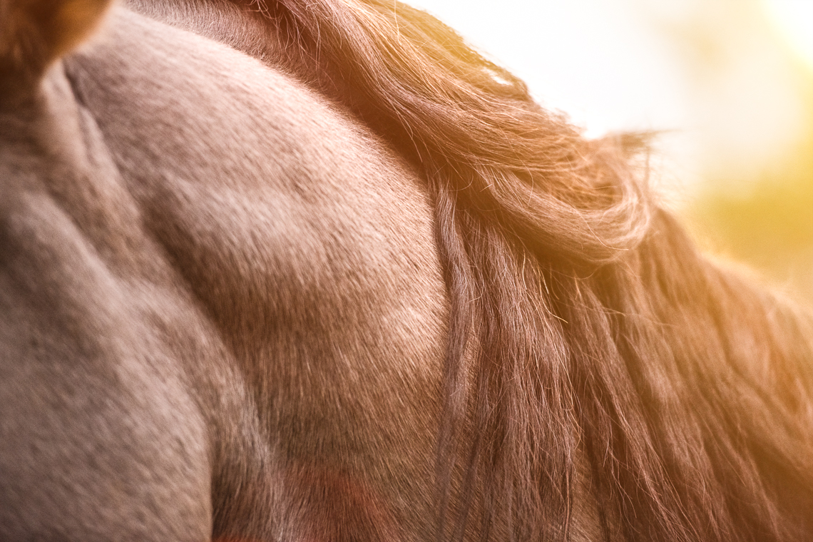 horse-supplement-showbloom-emmert-commercial-horse-livestock-photographer-westway-studio-40
