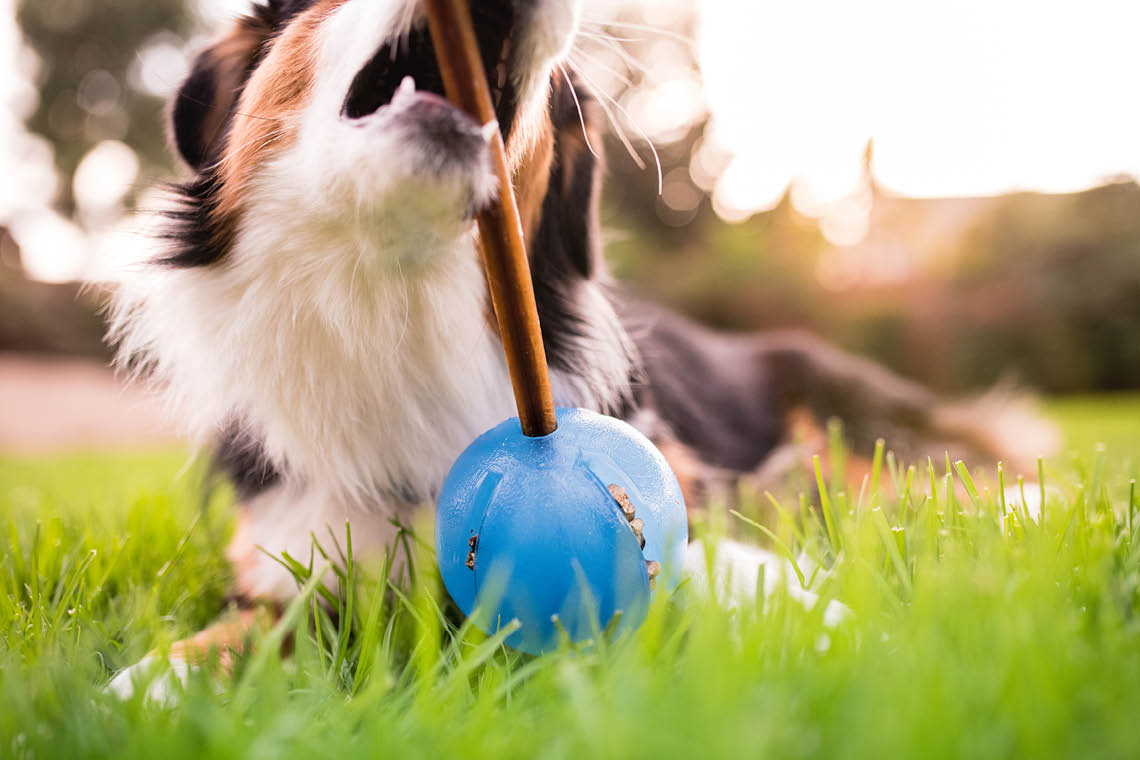 Commercial Pet Brand Photography Portfolio: Planet Dog's Snoop, Strobe,  GuRu, and Original Orbee Ball Toys // Westway Studio